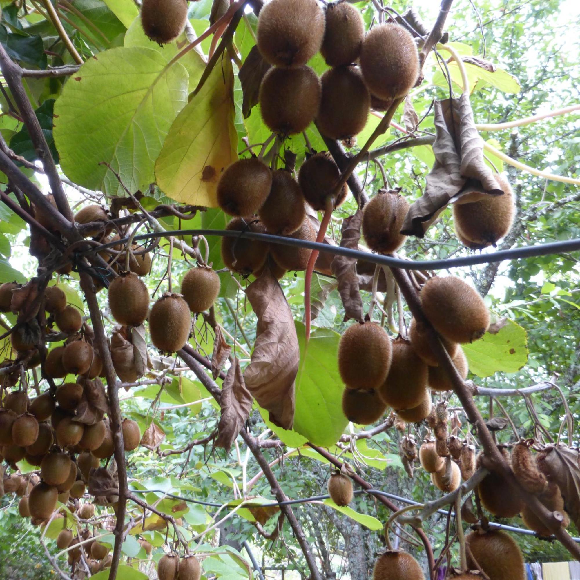 Le Bourmier Anlhiac Near Excideuil Villa Luaran gambar